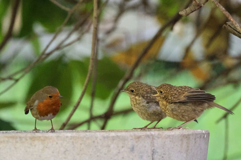 Inside a residential property, three small birds are perched on the edge of a concrete flower bed or windowsill. One bird, with a bright orange-red breast and a light brown head, stands slightly apart while the other two birds, which are greenish-brown with streaked markings and slightly larger, sit closely together, facing toward the first bird. The scene is illuminated by natural daylight, with a background of blurred green leaves and branches, indicating an outdoor garden or patio area. The setting may be part of a house moving or packing process, with the birds present during the loading or unpacking of belongings, such as cardboard boxes or furniture, suggesting a peaceful outdoor environment adjacent to a home being prepared for relocation. Dartford Man and Van, specialists in removals, may be involved in the logistics of such house moves in the area near Dartford Train Station, DA1.